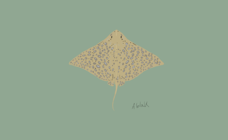 Entre rayas y mantas